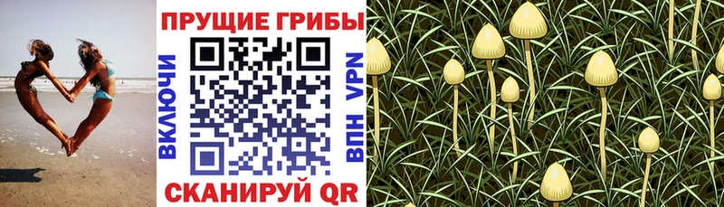 Галлюциногенные грибы мицелий  нарко площадка Telegram  Россошь  OMG маркетплейс 