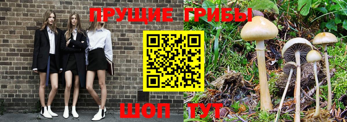 Галлюциногенные грибы Psilocybine cubensis  Россошь 